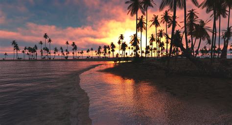 Palm Trees Sunset Sea, HD Nature, 4k Wallpapers, Images, Backgrounds, Photos and Pictures