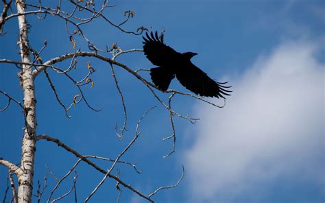 Download wallpaper 3840x2400 raven, bird, branches, sky, nature 4k ...