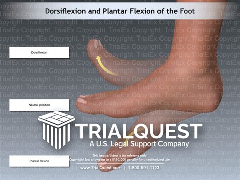 Dorsiflexion and Plantar Flexion of the Foot - TrialQuest Inc.