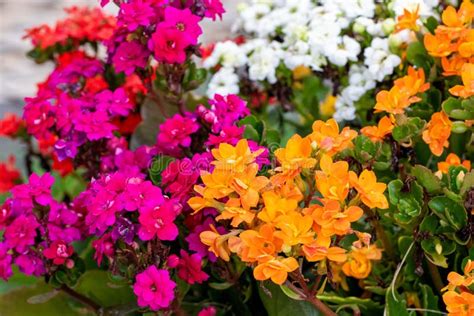 Flower in the Botanical Garden of Rio De Janeiro Brazil Stock Photo - Image of flora, hawaiian ...