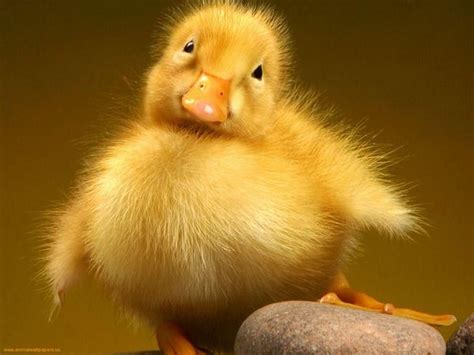 Duckling | Rosegold hintergrund, Tiere