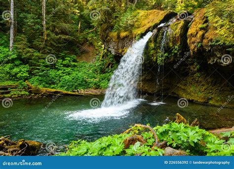 Iron Creek Falls in Gifford Pinchot National Forest, Washington State ...