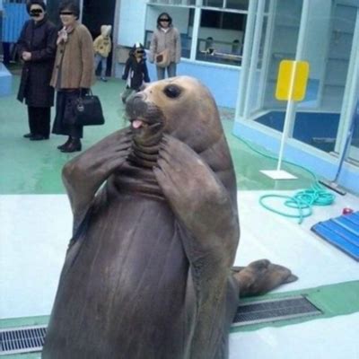 Funny Seal (@Funny_Seal) / Twitter