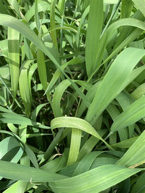 Manganese Deficiency In Winter Wheat Is Showing Up In Eastern Wisconsin ...