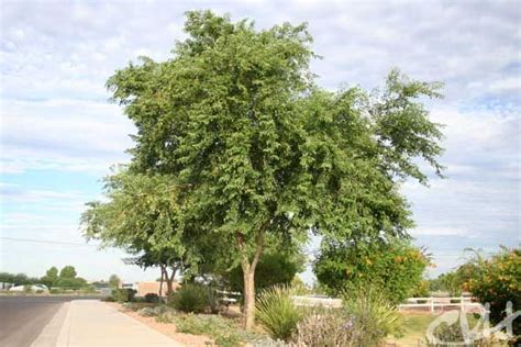 Sissoo Tree | Deciduous trees, Tree, Desert trees