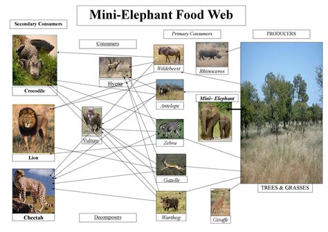 Grassland Animals Food Chain