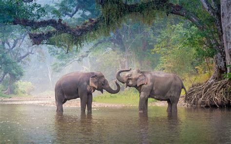 Download wallpapers 4k, elephants, river, wildlife, Thailand, Asia for ...