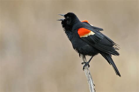 The 9 Species of Blackbirds in Colorado You Might See