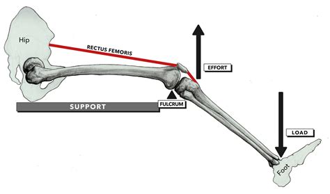 CrossFit | Anatomy of Levers, Part 5: Anatomical Elements