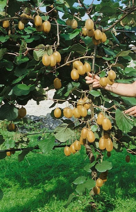 30 Kiwi Fruit Seeds Actinida Chinensis Haywood Seeds - Etsy