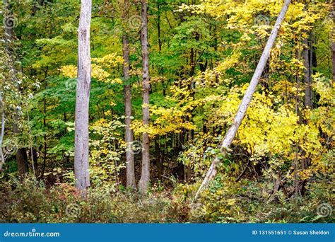 Bright, Colorful Fall Trees in Michigan USA Stock Image - Image of forest, environment: 131551651