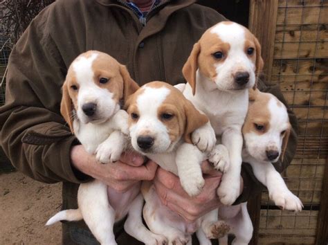 Beautiful Beagle puppies for sale | in Delabole, Cornwall | Gumtree