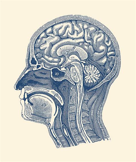 Human Brain Diagram Anatomy Poster Drawing By Vintage Anatomy Prints ...