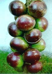 Caimito a fruit found in the South of Mexico | Fruit, Star apple, Jamaican recipes