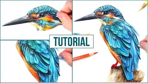 How to Draw a Realistic Bird using Coloured Pencils | Step by Step ...