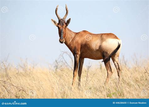 Red Hartebeest Antelope stock photo. Image of national - 44638600