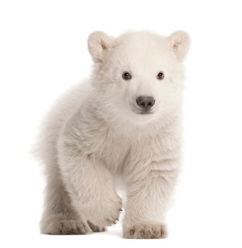 Premium Photo | Polar bear cub, Ursus maritimus sitting against white background