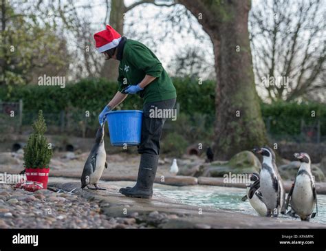 Zoo keeper feeding penguin hi-res stock photography and images - Alamy