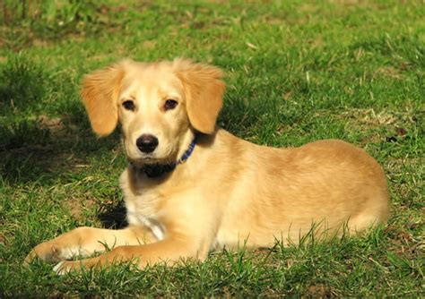 29+ Golden Retriever And Lab Mix Pic - Codepromos