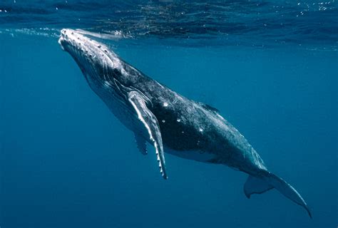 Juvenile Whale Hit by Boat Propeller Left With 'Severe' Head Injuries ...