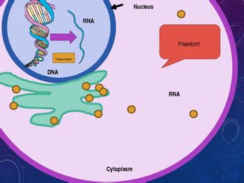 Protein Synthesis Animation by Sar i | Teachers Pay Teachers