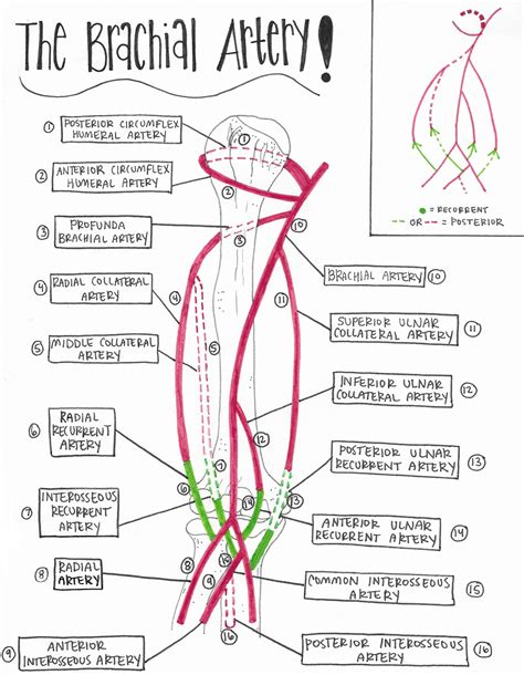 Veins Of The Lower Extremity Diagram