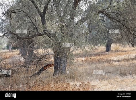 Greece, Crete, Olive tree at olive groves Stock Photo - Alamy