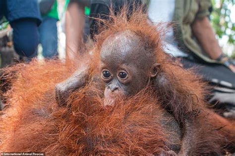 Heartbreaking moment tiny orangutan cries and clings to its mother in ...