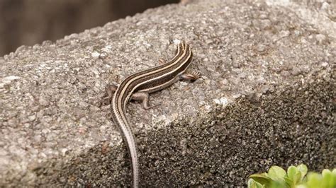 Japanese Five-lined Skink | MarkEisingBirding