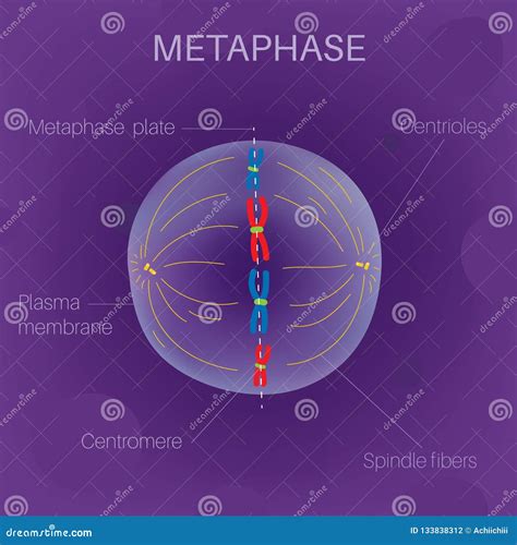 The Cell Cycle -Metaphase stock vector. Illustration of cytoplasm - 133838312