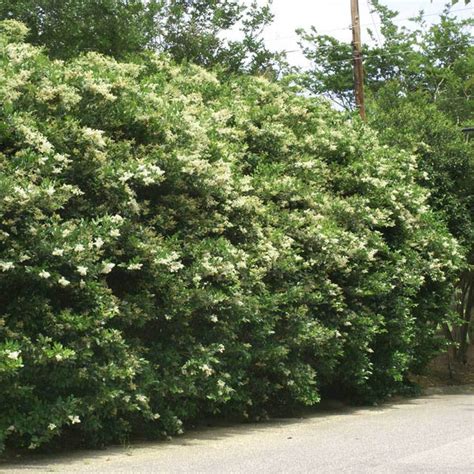 Waxleaf Privet Hedge - Ligustrum japonicum for Sale - Brighter Blooms Nursery – BrighterBlooms.com