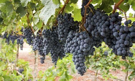 How to Cure Black Rot in Grapes | eHow