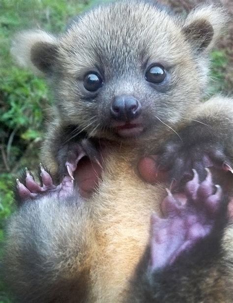 Colombia: Teddy Bear Lookalike Olinguito Discovery Caught on Film [PHOTOS]