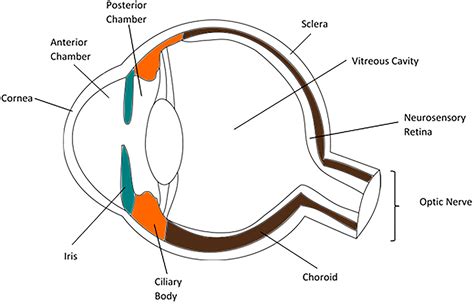 Frontiers | The Cellular Composition of the Uveal Immune Environment