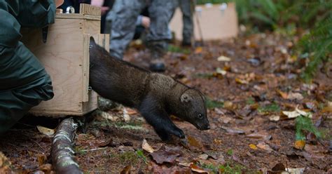 Fisher | Conservation Northwest