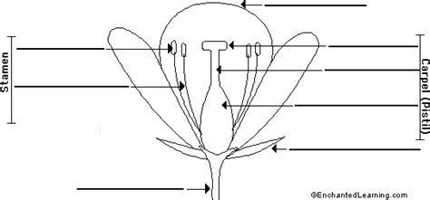 Label Flower Anatomy Printout - EnchantedLearning.com