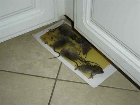 Rat Removal near me - Wildlife Removal Services of Florida