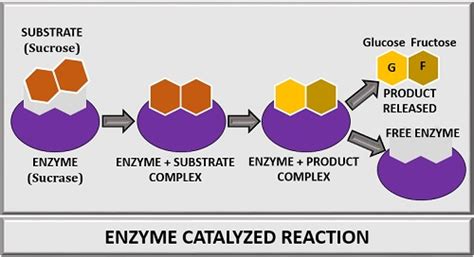 Active Site of an Enzyme - Definition, Mechanism, Characteristics ...