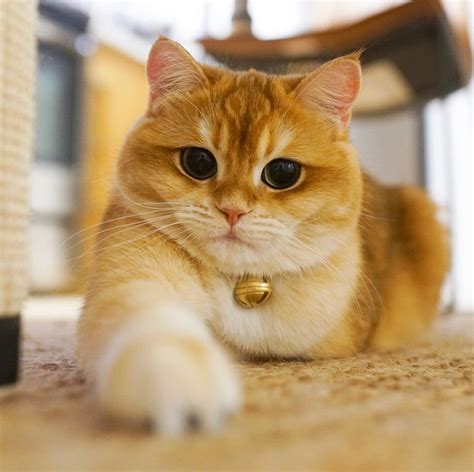 Orange Cat Breeds Short Hair - Pets Lovers