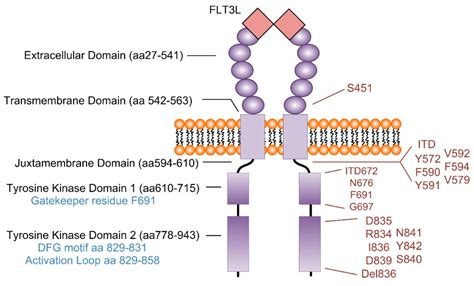 IJMS | Free Full-Text | Targeting Oncogenic Signaling in Mutant FLT3 ...