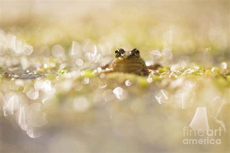 Marsh Frog Photograph by Photostock-israel/science Photo Library - Fine Art America