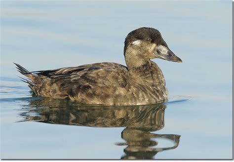 Surf Scoter (Melanitta perspicillata) Bird Facts & Identification