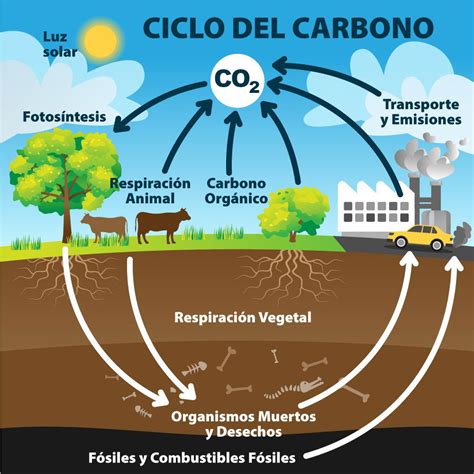 Qu Es El Ciclo Del Carbono Sus Etapas E Importancia Significados 137088 ...