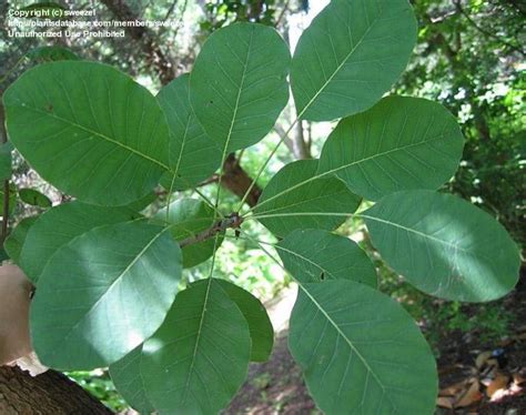 PlantFiles Pictures: Cotinus Species, American Smoketree, Chittamwood, Wild Smoke Tree, Yellow ...