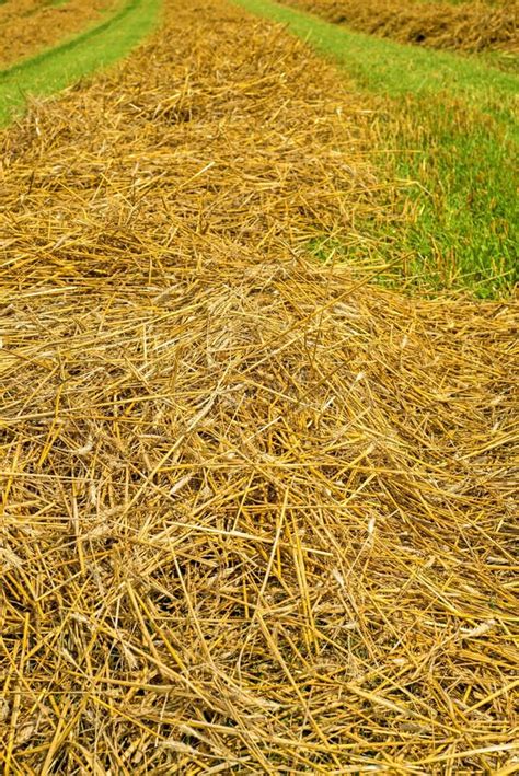 Hay harvest stock image. Image of summer, feed, meadow - 33055297