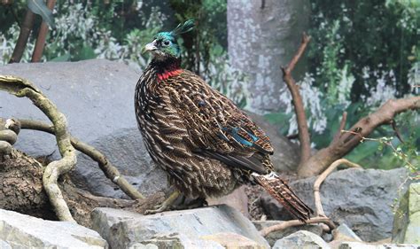 Himalayan Monal female - ZooChat