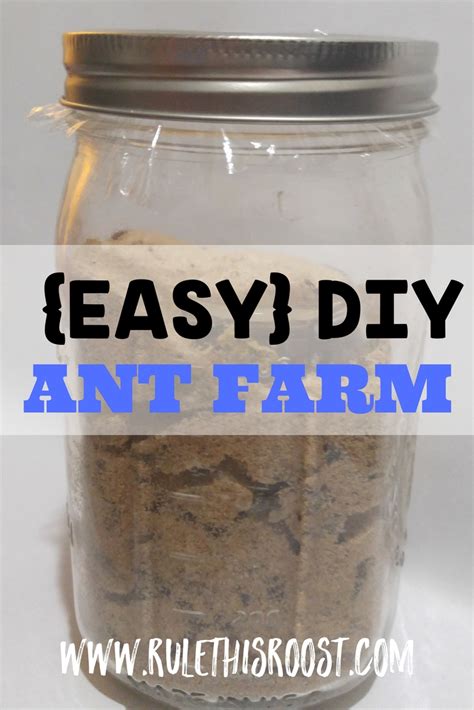 Easy DIY Ant Farm - Rule This Roost