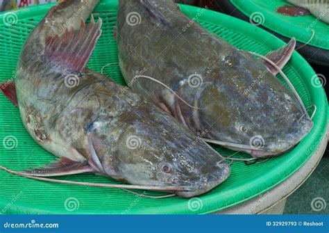 Redtail Catfish Phractocephalus Hemioliopterus, Also Known As Cajaro ...