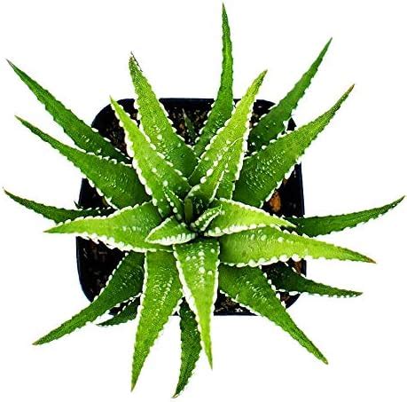 Amazon.com : Fat Plants San Diego Living Indoor Succulents and Cactus ...