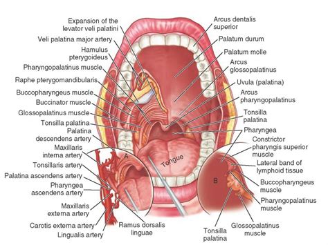 Inside Mouth Anatomy Diagram Of Inside Mouth Human Anatomy Diagram | Dental hygiene student ...